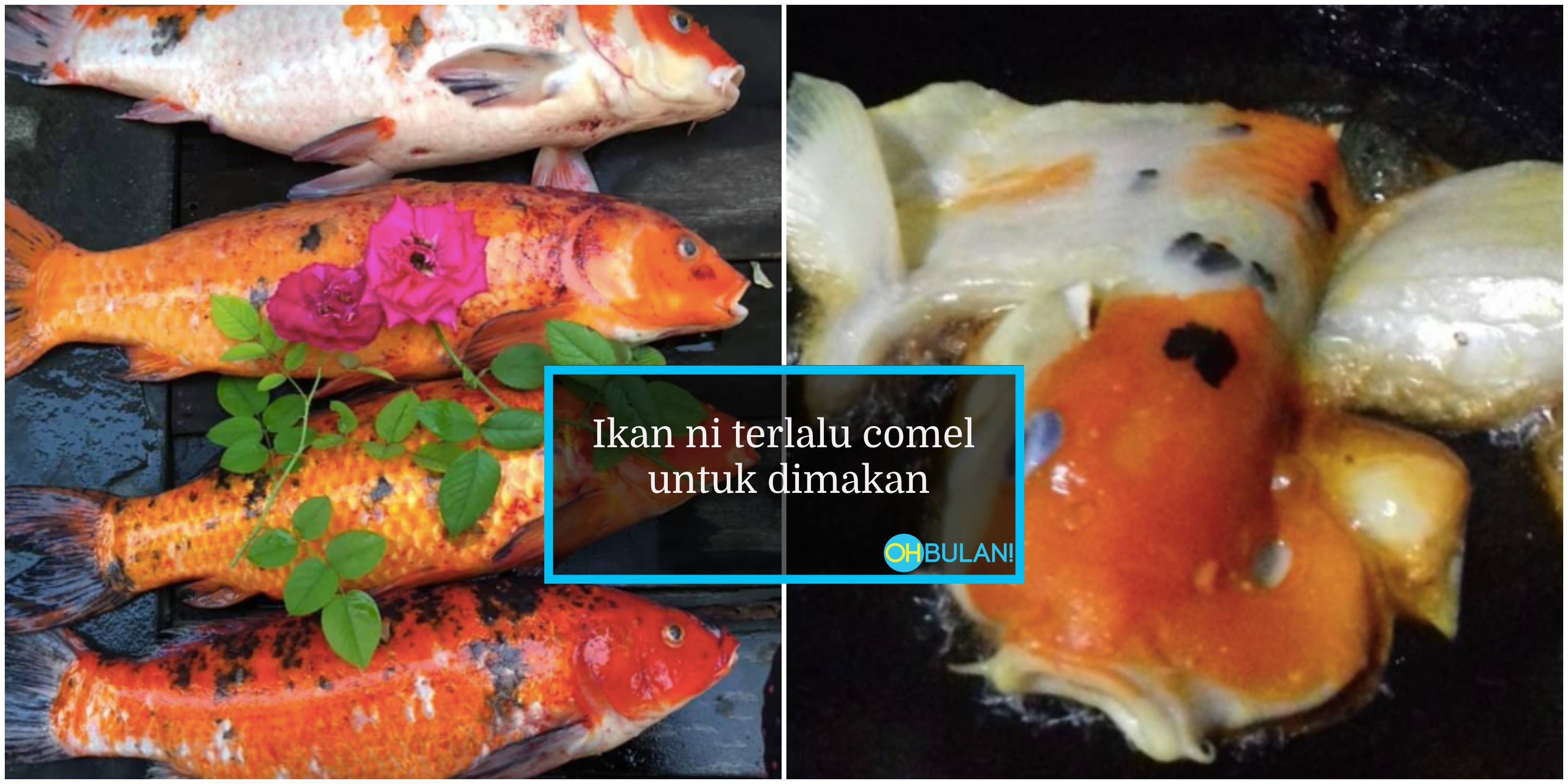 ‘Boleh Ke Makan Ikan Koi?’ – Netizen Kongsi ‘Resipi’ Masak Ikan Koi, Geli Tekak Pun Ada!