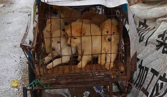Covid-19: Shenzen Bandar China Pertama Larang Makan Kucing & Anjing