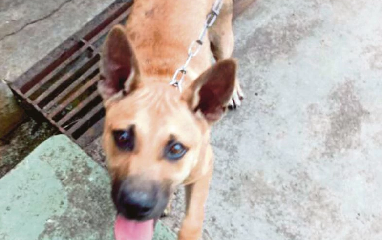 Gaul Sardin Dengan Racun Tikus, Wanita Ini Dikecam Cuba ‘Ajar’ Cara Bunuh Anjing