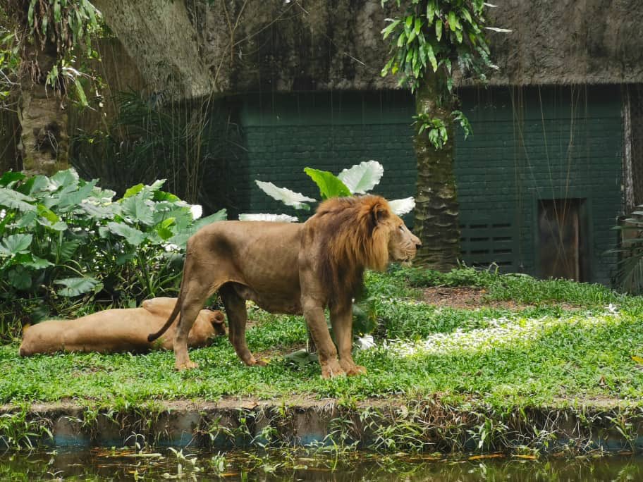 Kurus Sebab Sibuk Mengawan, Zoo Negara Nafi Singa Tak Cukup Makan