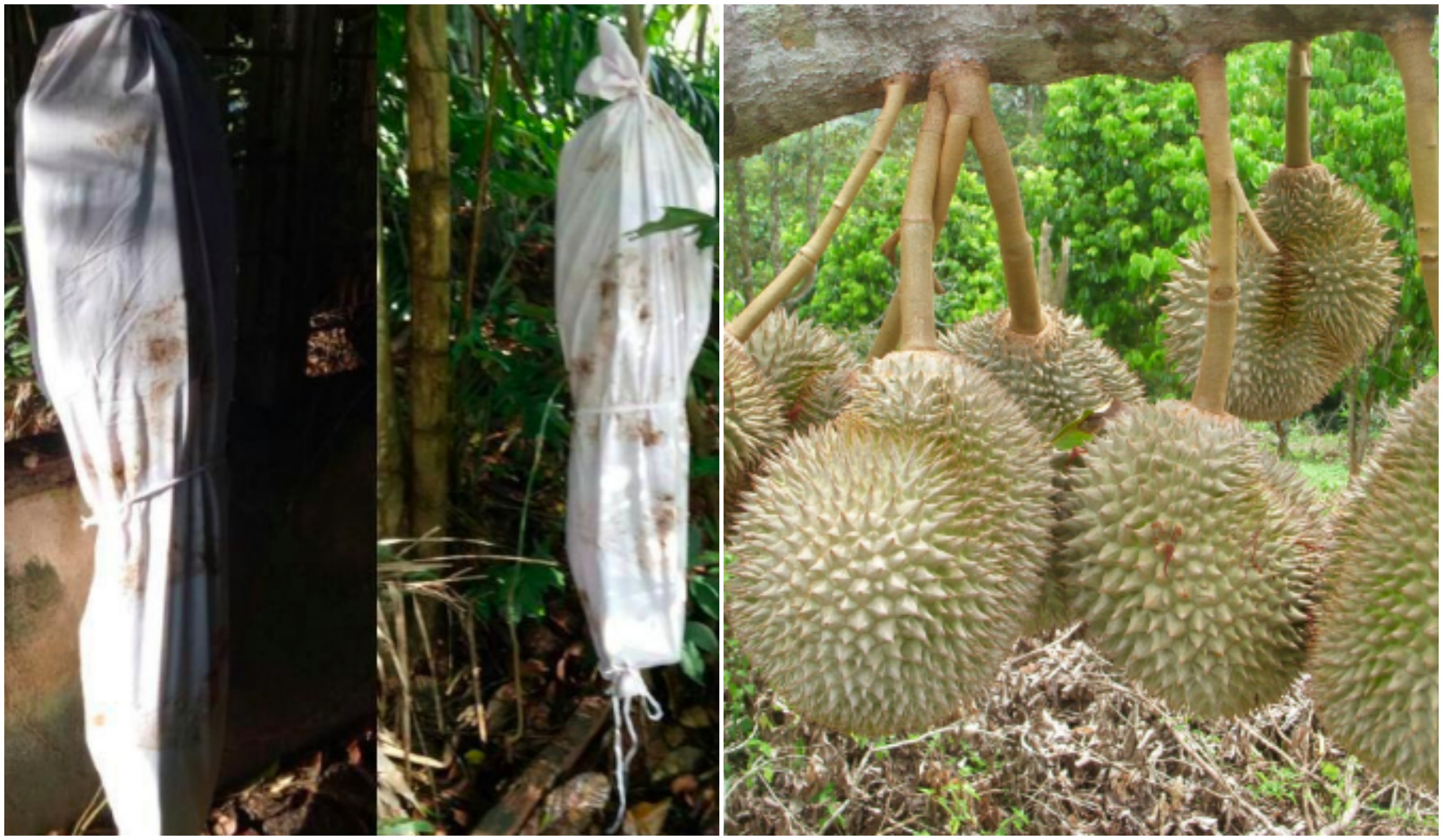 Tak Tahan Durian Asyik Hilang, Pemilik Kebun ‘Bela’ Pocong Jaga Durian