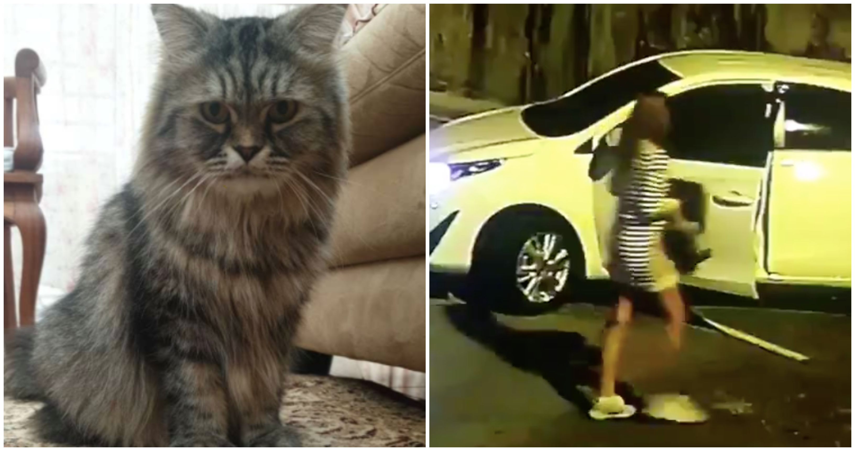 Culik Kucing Kerana Didapati Kotor, Wanita Ini Pulangkan Semula Setelah CCTV Penculikan Viral