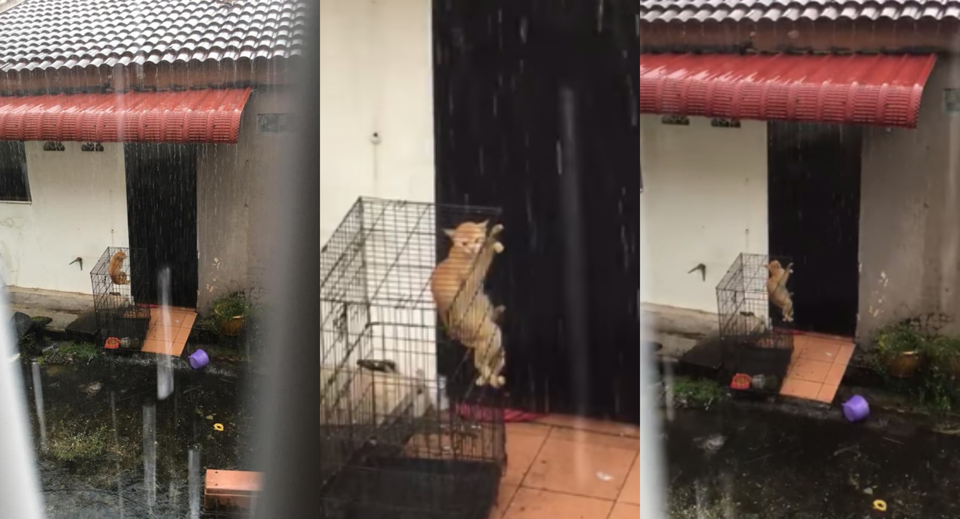 [VIDEO] Tergamak Tinggal Kucing Luar Rumah Kena Hujan, Kejam!