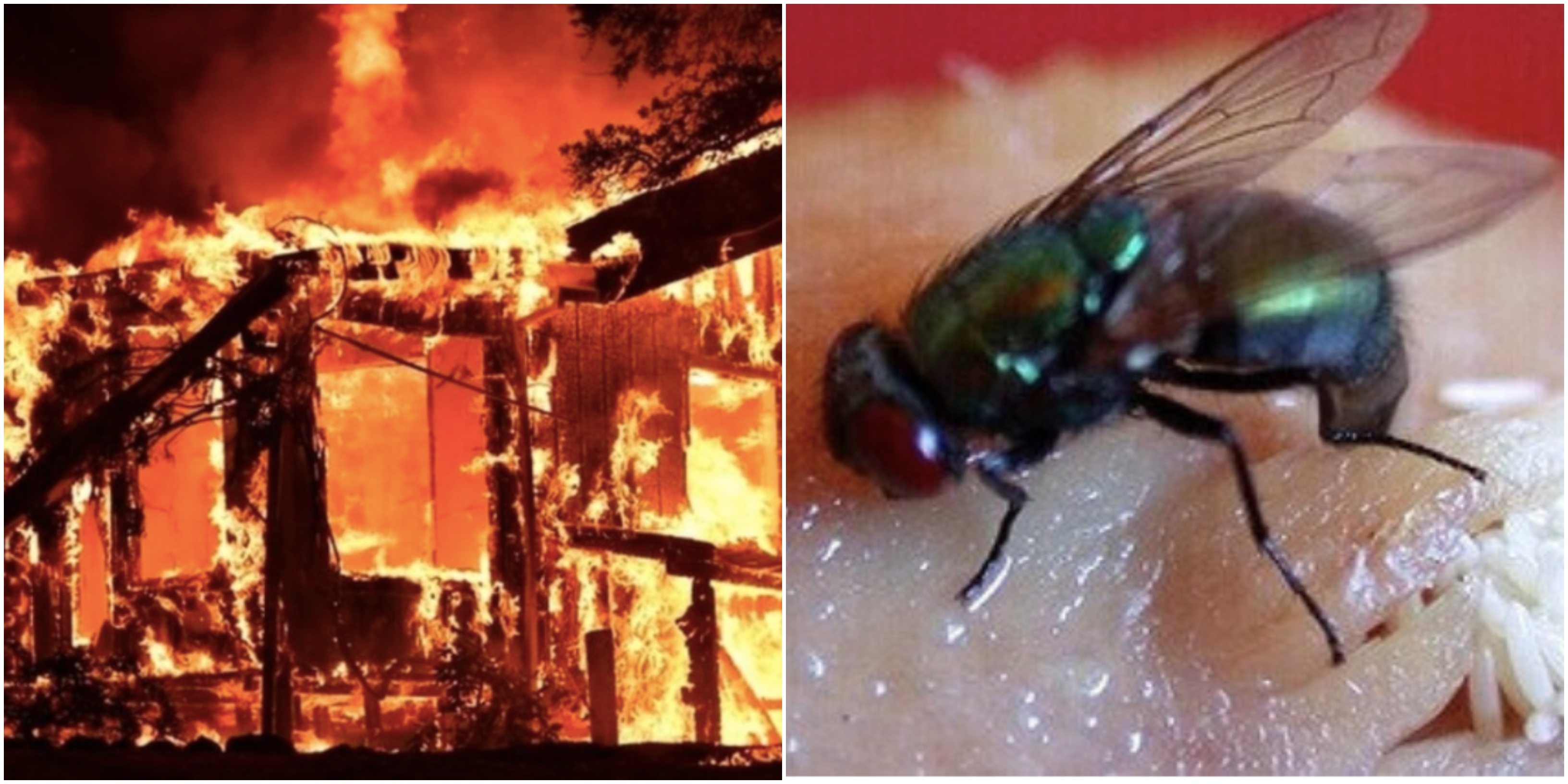 Marahkan Lalat, Rumah ‘Terbakar’