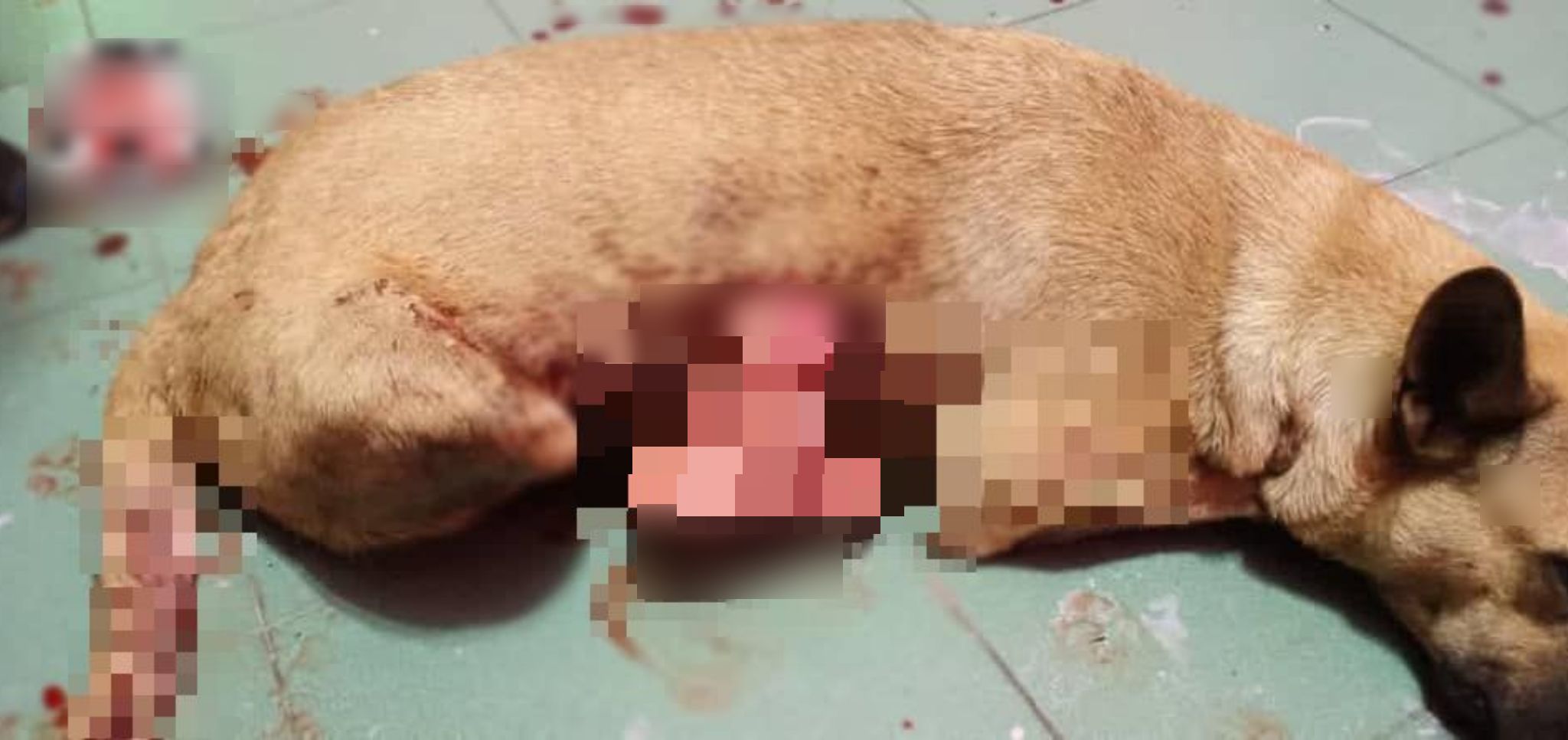 [VIDEO] Lelaki Mabuk Bunuh Anjing Jiran Sampai Terburai Perut, Kejam!