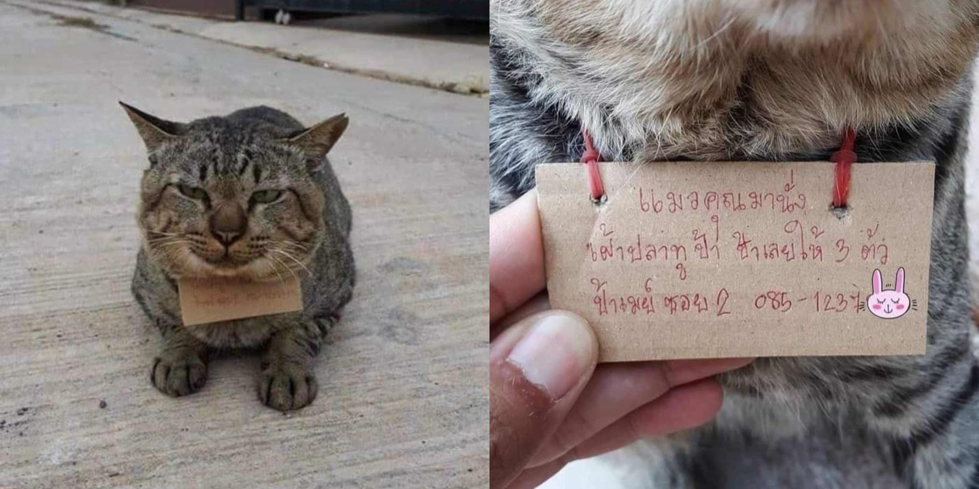 3 Hari Menghilang, Kucing Kembali Bersama Nota ‘Hutang’ Di Leher Hiburkan Netizen