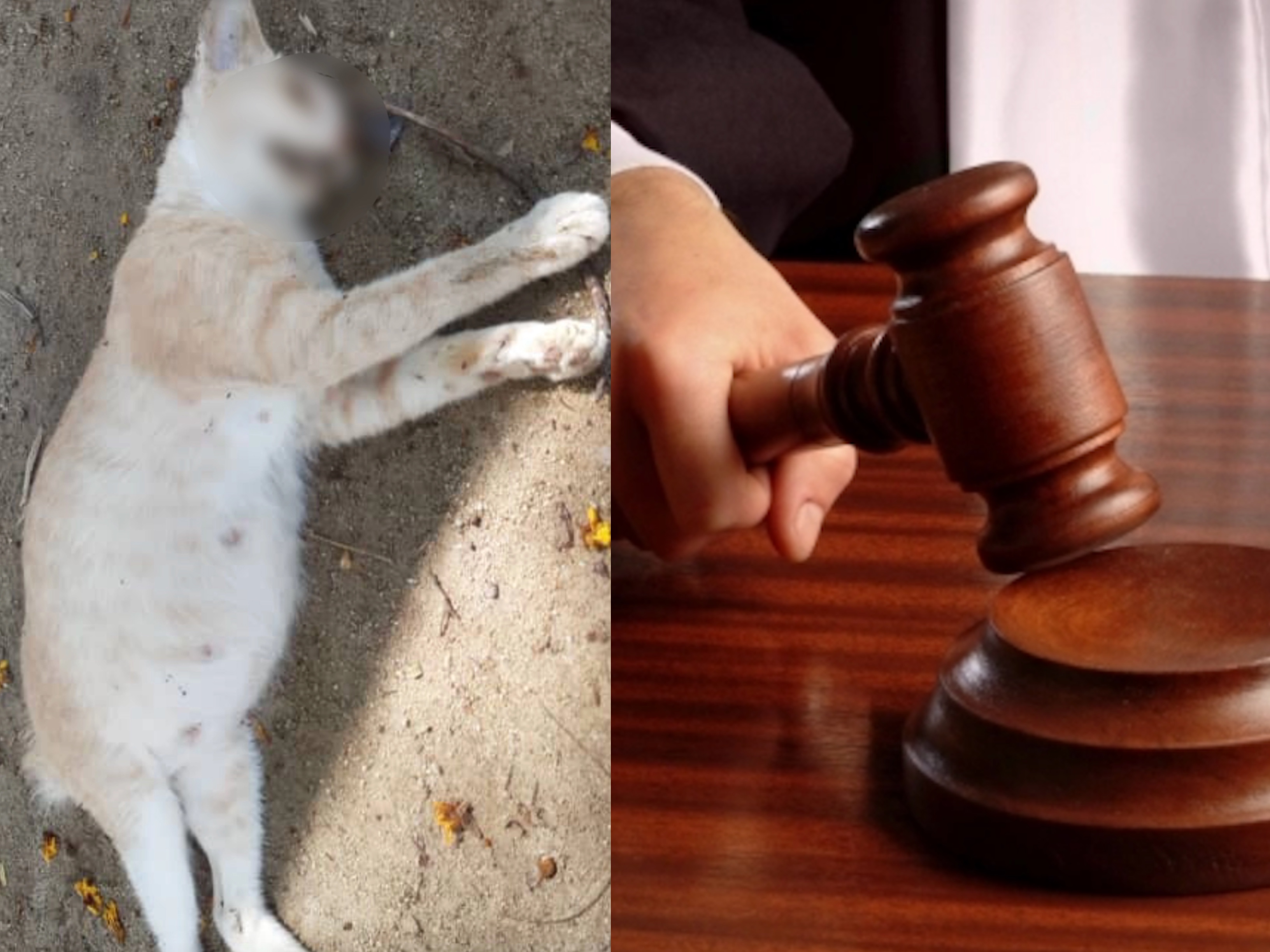 Wanita Kejam Pukul Kucing Dengan Besi Sehingga Mati Direman 4 Hari