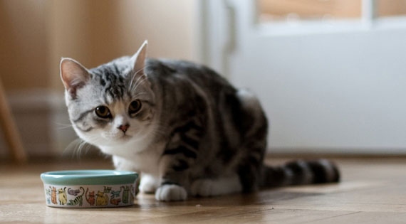 Mudah & Berkhasiat – SmartHeart Cat Pouch Kaya Dengan Nutrisi Untuk Kesihatan Si Comel Tersayang!