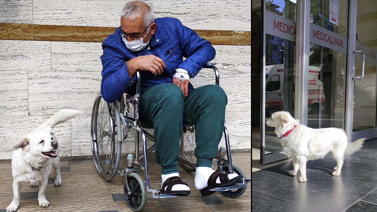 Anjing Setia Tunggu Depan Hospital Sehingga Tuannya Dibenarkan Keluar