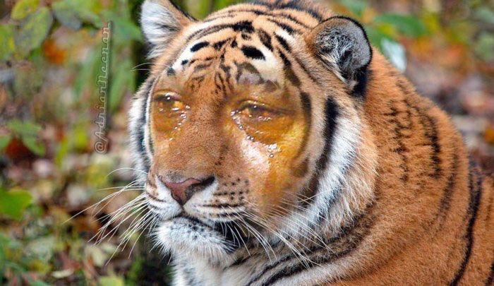 Netizen Tak Setuju Ibu Neelofa Daftar ‘Trademark’ Daging Harimau Menangis