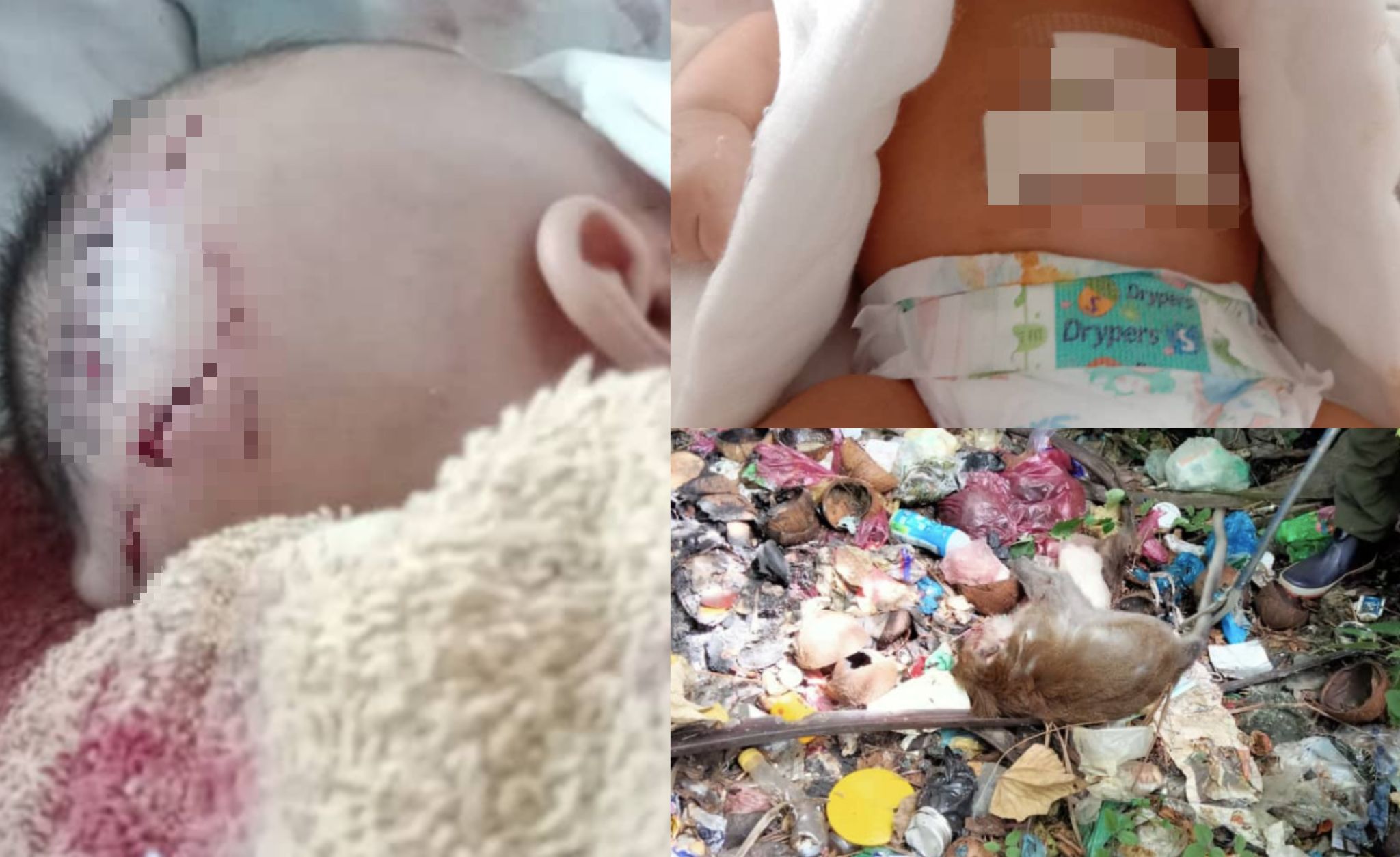 Bayi 2 Bulan Cedera Parah Digigit, Diseret 1 Meter Kera Jantan