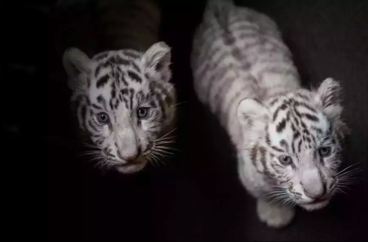 ‘Mungkin Berjangkit Daripada Pegawai Zoo’ – Dua Anak Harimau Putih Maut Akibat Covid-19