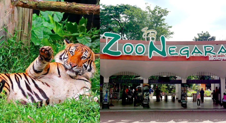 Zoo Negara Bakal Lancarkan Konsep Zoo Maya