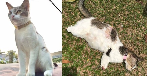 Kaki ‘Cantik’ Mungkin Dicabut & Dipatahkan Oleh Pelaku, Gadis Sedih Kucing Kesayangan Ditemui Mati