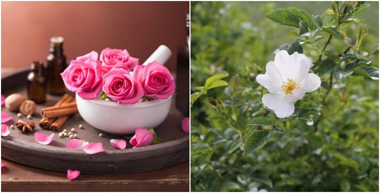Ini 5 Kegunaan Kelopak Bunga Yang Ramai Tak Tahu! Yang Last Tu Paling Best!