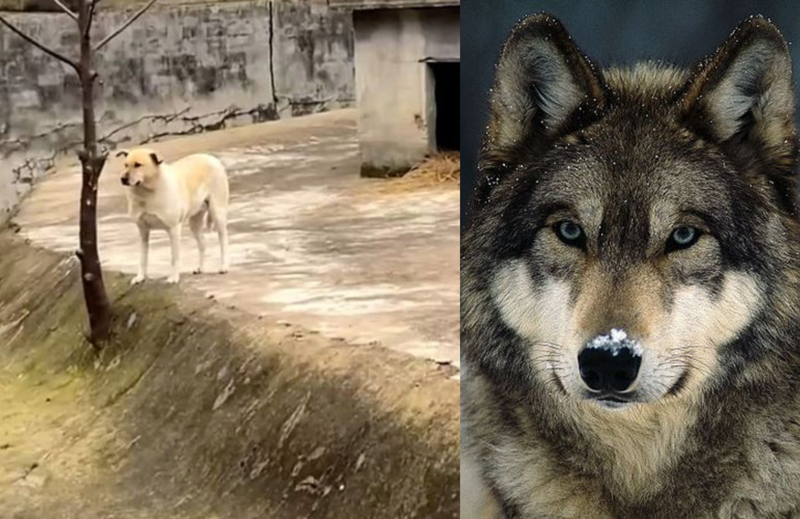Samaran Tak Menjadi! Zoo Terima Kecaman Gantikan Anjing Dalam Kandang Serigala