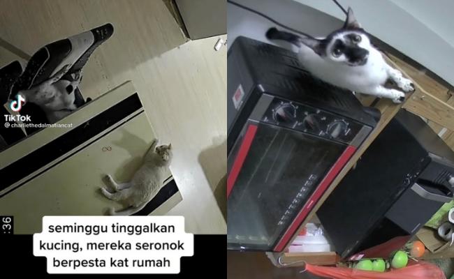 CCTV Rakam Aksi Kucing ‘Berpesta’ Dalam Rumah Masa Tuan Balik Kampung Beraya